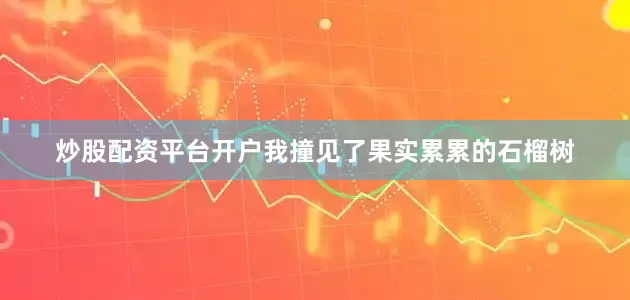 炒股配资平台开户我撞见了果实累累的石榴树